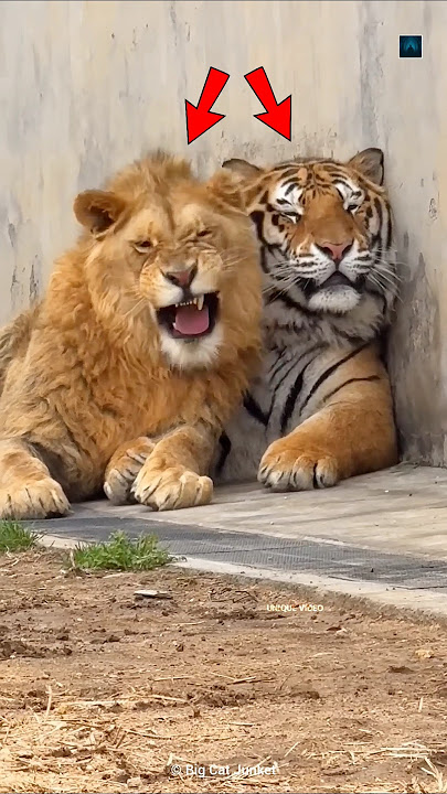 How Are Lions Bathed In Zoo? #facts #youtubeshorts #shorts