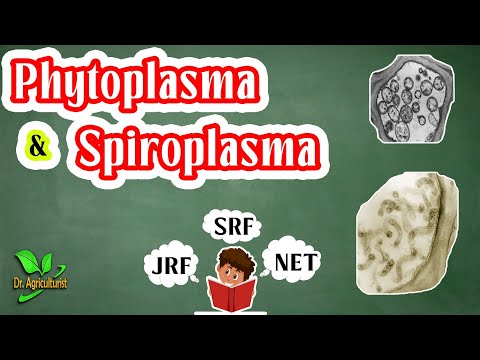 تصویری: علائم فیتوپلاسما: در مورد بیماری های فیتوپلاسما در گیاهان چه باید کرد