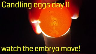 Incubation day 11