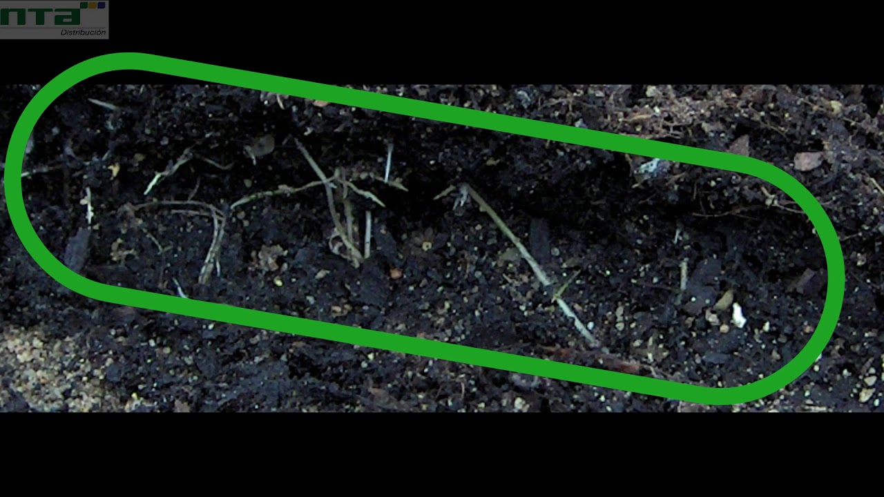 Angiplant Almeria, Empezando con buen PIE - YouTube