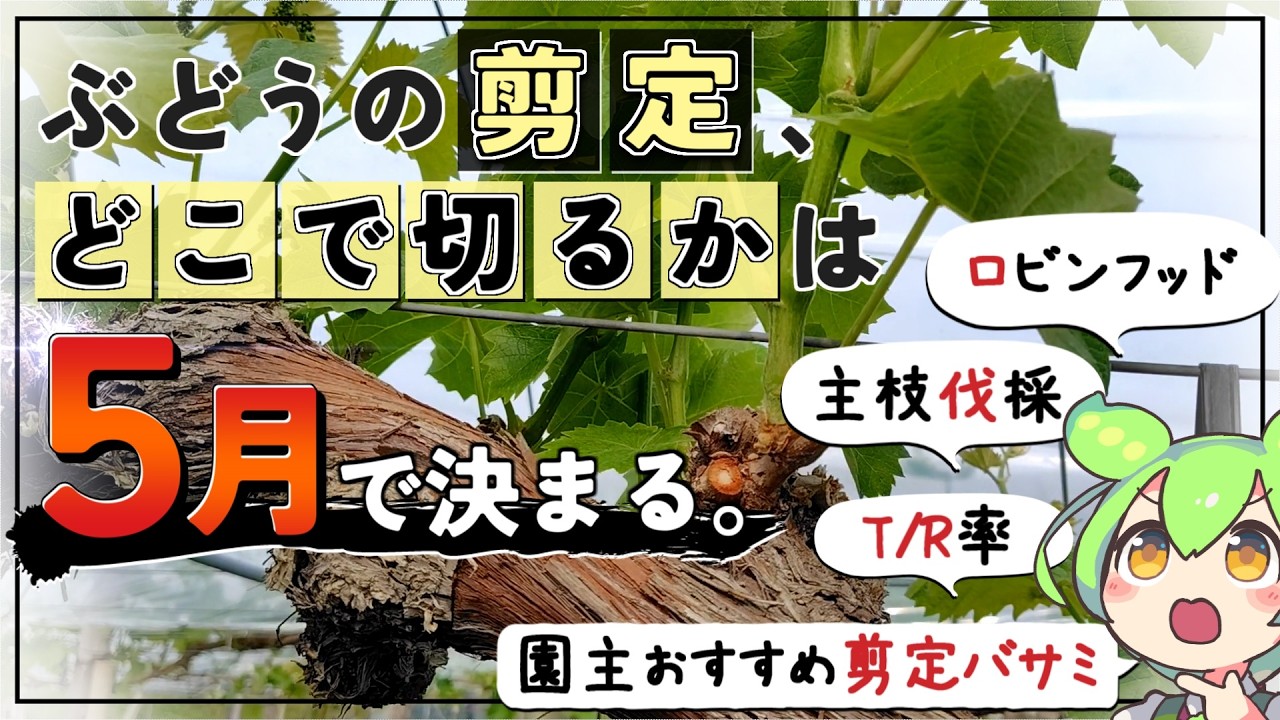 【剪定の極意】ぶどうの剪定で迷う人が知らない「5月の芽」【2026年ブドウ栽培編#2】