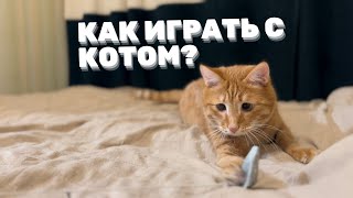 Кот Том играет в игры / Весёлый котик / Рыжий игристый котик / веселые Коты / Смешные животные