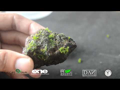 Video: Apa yang tumbuh di batu lava?