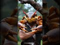 crab-headed man. 😂 🦀 #crap #subscribe #follow #like  #animals