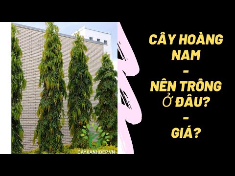 Video: Cây Hoàng Nam