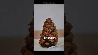 Download Lagu Fakta Pohon Cemara dan Buah nya Bisa Dimakan #shorts #shortvideo #tahukahkalian #viral #spruce MP3