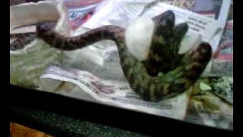 Scrub Python fed a mouse