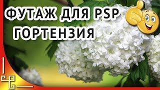 Футаж гортензия.  Футажи для видеомонтажа HD