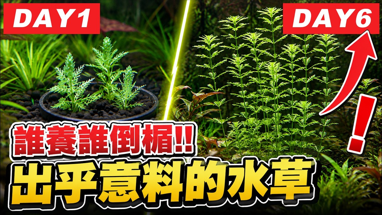 「免照顧淨水神草」根本是災難?水族館店員揭開網路謠言的真相! 縮圖