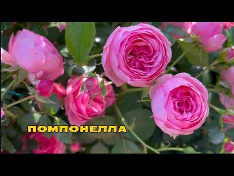 Роза ПОМПОНЕЛЛА(флорибунда),Кордес,Германия,2005г, 03.07.24 - YouTube