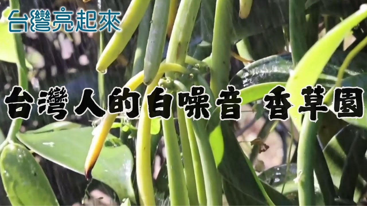 ASMR｜台灣人的白噪音-香草園 Taiwan Farmer-Vanilla【台灣亮起來】 #asmr #白噪音 #香草園 #台灣農產 #vanilla