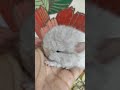 #cute #pets #cutebaby #animals #chinchilla #chinchillababy #white #video #kids