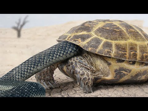 مدهش أمسك السلحفاة فجأة برأس الأفعى مخبأة في القذيفة لحماية السلاحف الصغيرة من الاغتيال