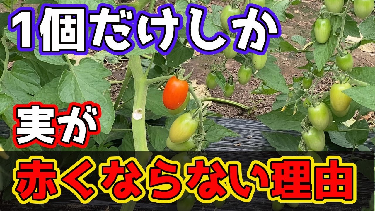 トマト 1個だけ赤くなった実から学ぶ トマトの実を赤くする方法 家庭菜園 Youtube