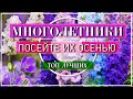 6 ЛУЧШИХ ЦВЕТУЩИХ МНОГОЛЕТНИКОВ 🌺 ПОСЕЙТЕ ИХ ОСЕНЬЮ СРАЗУ  В ОТКРЫТЫЙ ГРУНТ