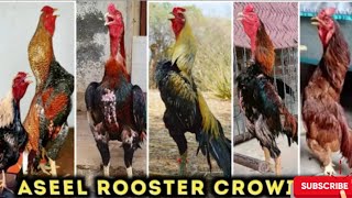 El Roosters Crowing Sound Effectscompilation Sevel Soundmurga Soundmurga Ki Awaz