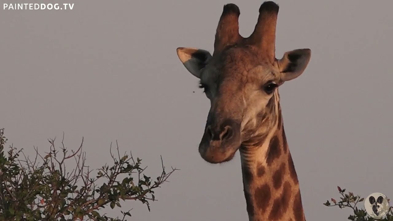 Yuka - Giraffe Bull - Longest Urination - Private Virtual Safari Highlight