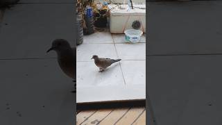 Mutfaktan Girip Salondan Çıkan, Sadece Yiyici Ve Hızlı Misafir. 😊 Ş