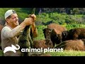 3 Encuentros de Frank con animales de cuidado | Wild Frank | Animal Planet