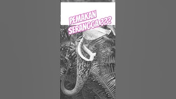 30 Tumbuhan Langka Ini Sangat Jarang Ditemui Part 4 #tumbuhan #top5 #faktaunik #fakhrifaros #shorts