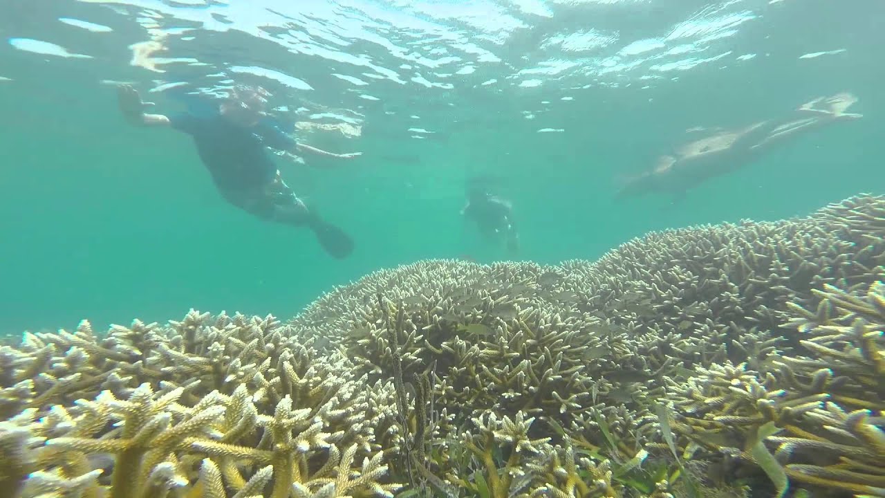 Coral Reef Restoration Program