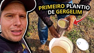 PLANTAMOS GERGELIM PELA PRIMEIRA VEZ