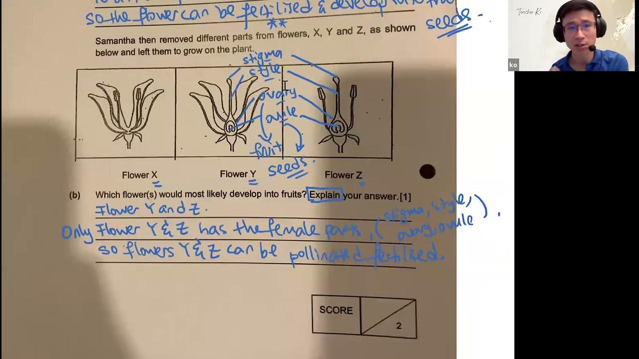 Primary Science Plant Reproduction YouTube