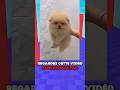 JE PARIE QUE TU VA RIRE #viralvideo #stumbleguys #roblox #fypシ゚viral