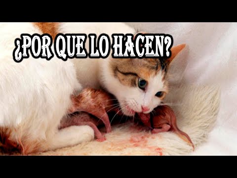 Video: ¿Por qué los animales se comen a sus crías?