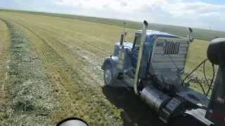 Claas 980 chopping Triticale in 40mph winds