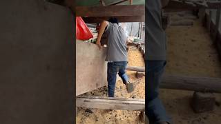 Making pig cage for our wild pigs. #wildpig #shortvideo #siemreap