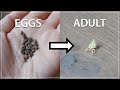 HOW TO RAISE LEAF BUGS: From Eggs to Adult