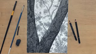 Charcoal Drawing of a Rough Tree Bark
