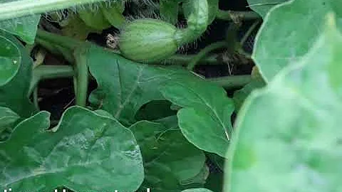 Doing The Watermelon Crawl