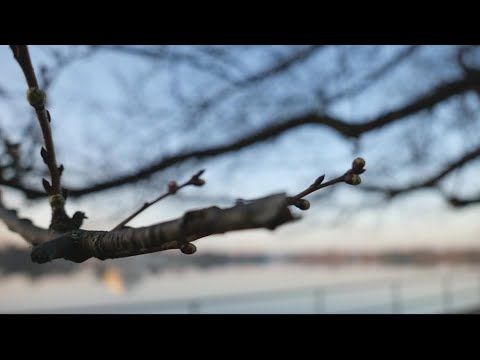 Video: Hva er blomstrende kirsebærtrær: tips om dyrking av dekorative kirsebær