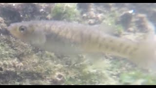 Mummichogs and bay shrimp at HarborLab Newtown Creek 2020-0524 Part 1