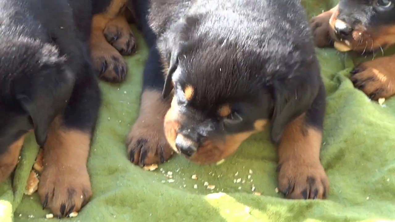 Food Chart For Rottweiler Puppies