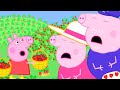 Peppa's Eaten too many Strawberries | Peppa Pig Official Family Kids Cartoon