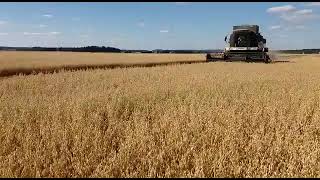 Harmony Kauran Puintia 2020