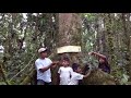 Galo and his children show us an oldgrowth tree that they are protecting