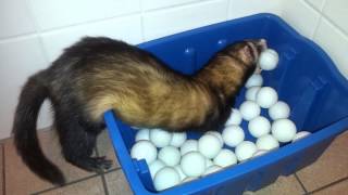 Ferret playing ping pong by channel4ferrets 3,052 views 11 years ago 59 seconds