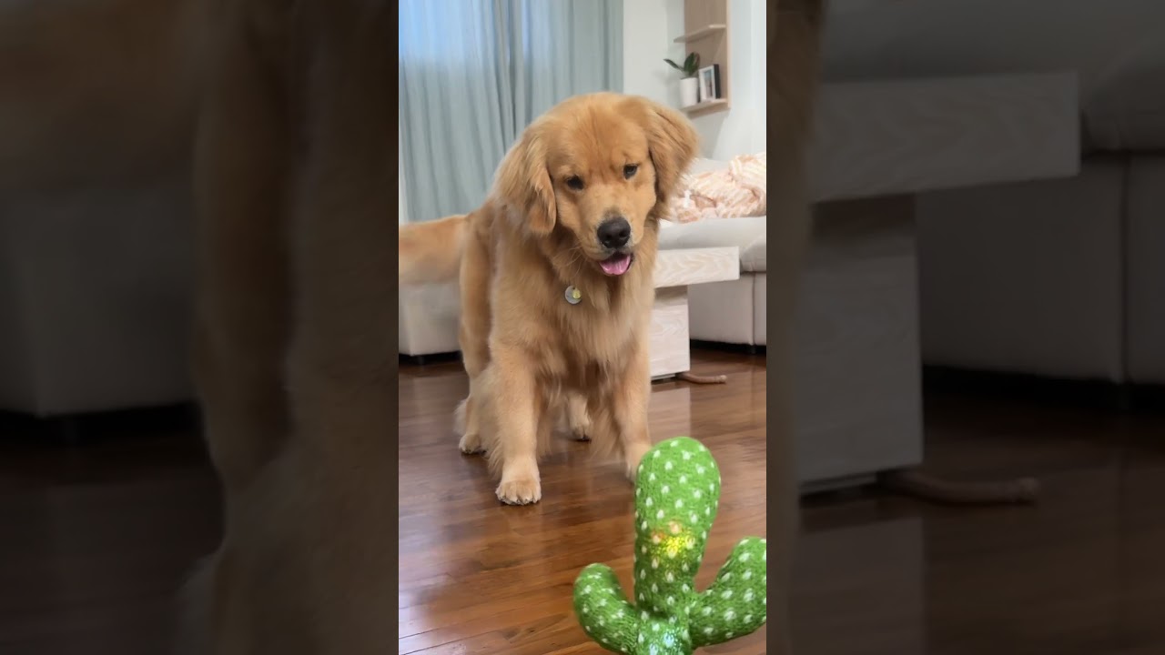 My golden retriever vs the talking cactus 