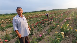 Андижонда  4 Гектар 400 Хилдан Ошик Атиргул Плантацияси .Куриб Асаблар Дам Оладияя...