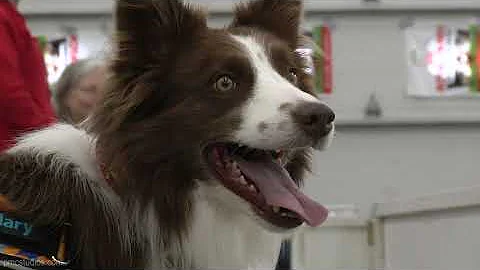 What is Flyball - Sizzle April 2022