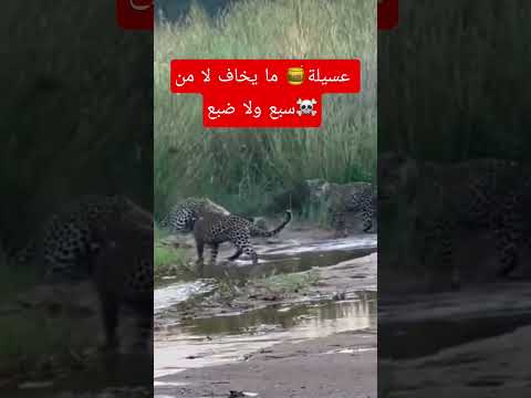 عسيلة   اكسبلور عسيلة غرير العسل