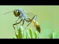 These Caterpillars Never Stood a Chance Against the Bodysnatcher Wasp | Trials Of Life | BBC Earth