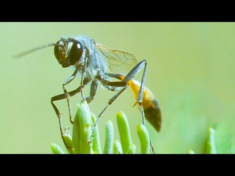 Video: Eieren en larven van sluipwespen - Leer meer over de levenscyclus van sluipwespen