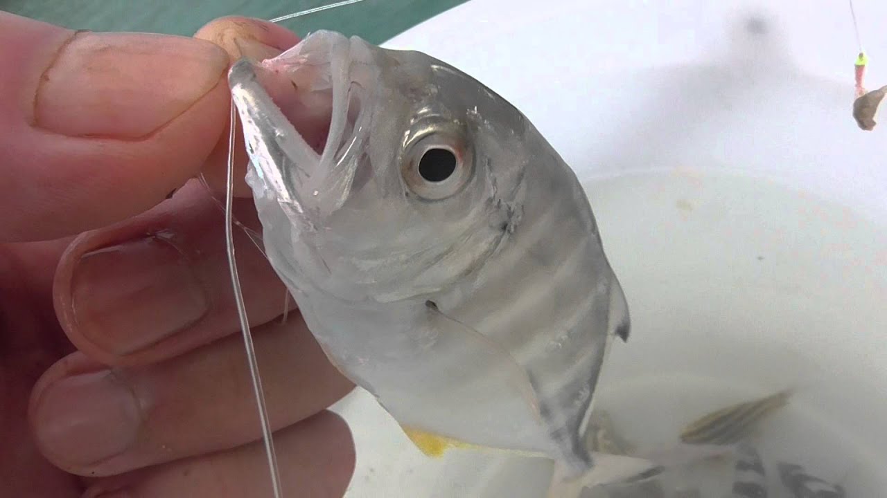 ギュギュっ と鳴くメッキ 奇声を発する魚紹介 和歌山釣太郎 Youtube