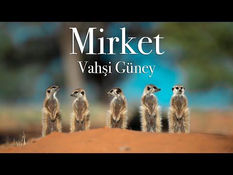 Mirket, Sen Dünyanın En Sevimli Yaratığı mısın?