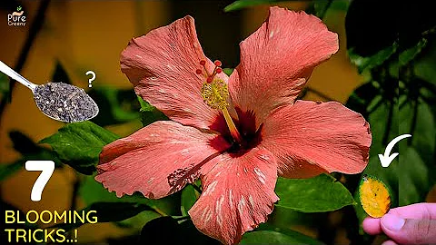 7 Reasons of Why Hibiscus Plant Not Blooming? & Their Solutions! - DayDayNews
